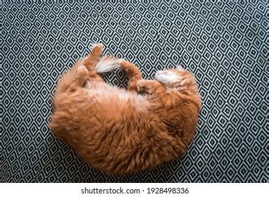 Cozy Pussy Images Stock Photos Vectors Shutterstock
