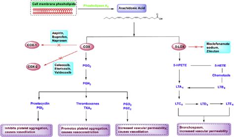 Arachidonic acid pathway and targets of anti-inflammatory drugs ...