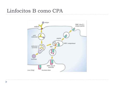 Ppt Elementos Celulares De La Respuesta Inmune Powerpoint