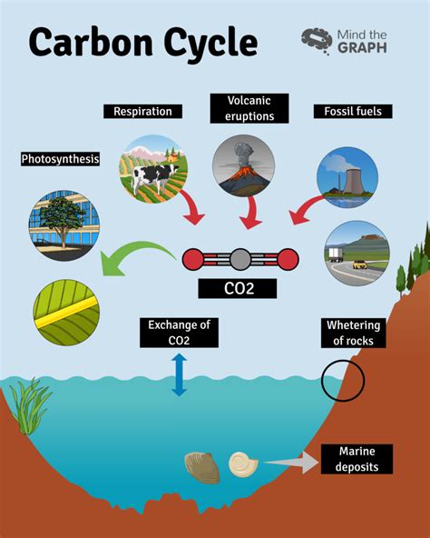 carbon cycle  greenhouse effect  scientific infographic  mind