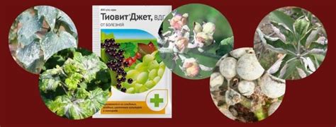 "Тиовит Джет" (фунгицид + акарицид) – один ответ от двух бед | ЗАЩИТА ...