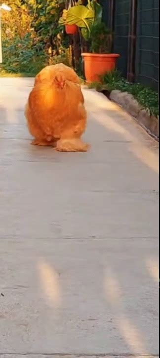 Post Gay Chef Boyardee Tumblr Tumbex