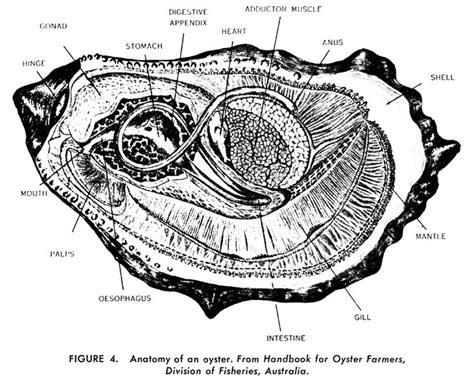 Anatomy Of An Oyster Anatomy Of An Oyster Learn About The Structure