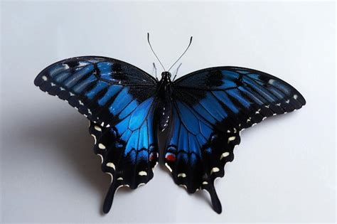 A Blue Butterfly With Black Wings And Red Markings On The Wings
