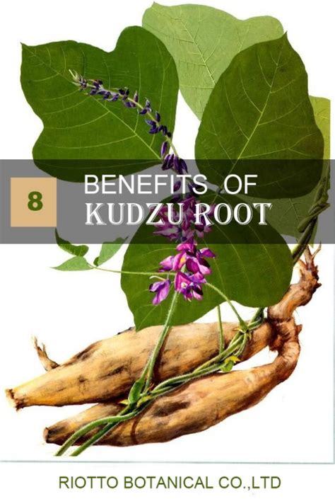 8 BENEFITS OF KUDZU ROOT EXTACT POWDER