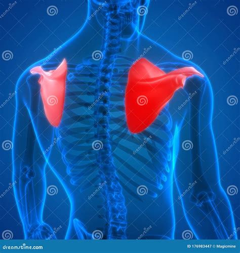 Sistema De Esqueleto Humano Escapula Articulações ósseas Anatomia ...