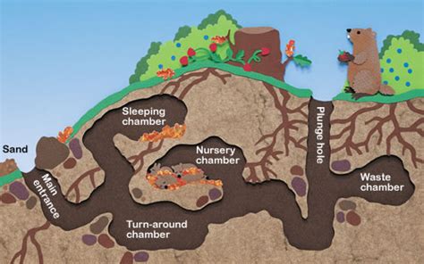 How to Get Rid of Groundhogs FAST so they Don't Destroy Your Yard