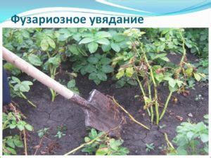 Картофель Гранада: описание сорта, фото, отзывы