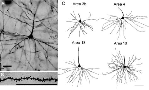 Figure From Dendritic Morphology Of Pyramidal Neurons In The