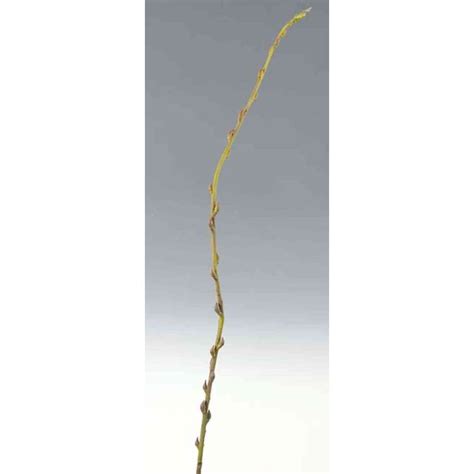 Artificial Pussy Willow Spray Jella Green Brown Ft Cm