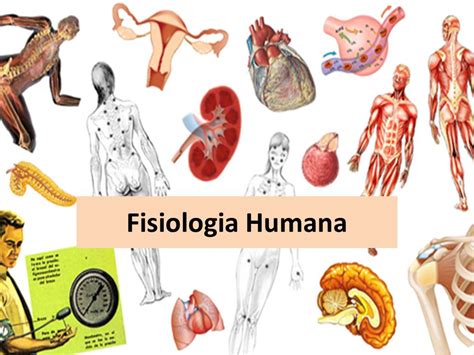 O Que É Fisiologia - O Que é Fisiologia Humana - BINKEDU