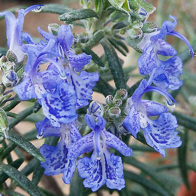 BUY Rosmarinus officinalis Blue Lagoon' UK Nursery, Online Mail Order ...