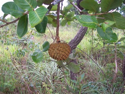 50 Sementes Araticum Marolo Do Cerrado Exótico Raro Parcelamento Sem Juros