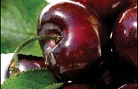 Skeena™ Cherry Fruit Tree Variety Anfic