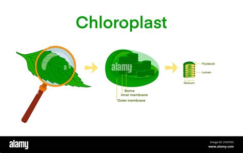 Chloroplast Photosynthesis Infographic Elements Chloroplast Organelles
