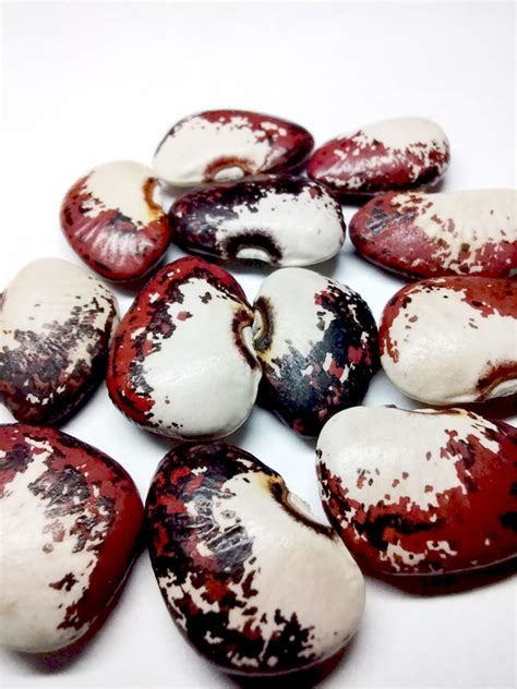 Фасоль лимская Ганимед (Ganymede)