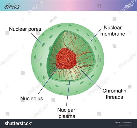 Structure Nucleus-nucleus Organelle Eukaryotic Cells Stock Vector ...