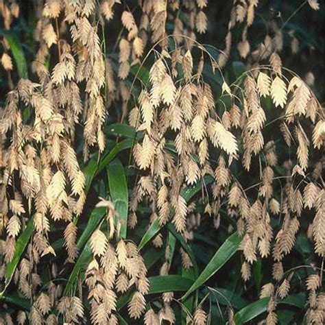 Chasmanthium Latifolium Northern Sea Oats Sugar Creek Gardens