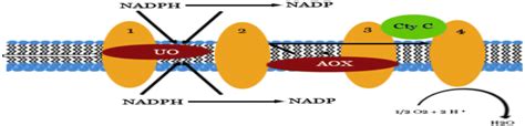 Schematic Representation Of Electron Transport Chain In Mitochondria Of