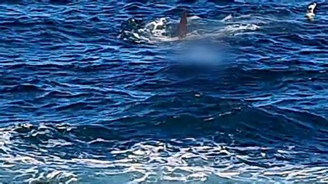 Sydney shark attack: Swimmer killed by great white off Australian coast