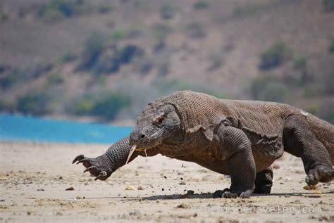 How To See Komodo Dragons In The Wild At Enrique Branham Blog
