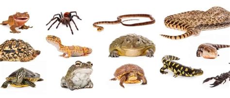 Exotic Pet Ownership Laws By State - A-Z Animals