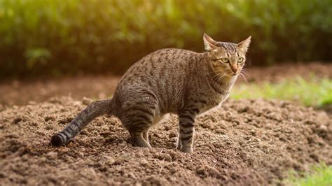 Cats Digging In My Garden Fasci Garden