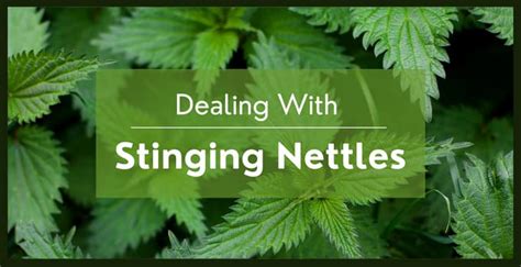 How To Get Rid Of Stinging Nettles 2 Methods