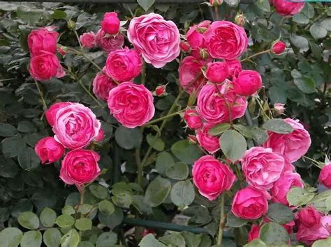 How To Care For Miniature Rose Bushes - Homelization