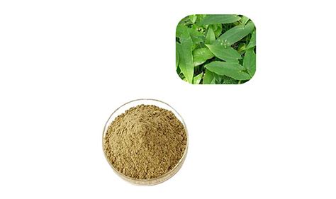 China Medical Plant Epimedium Extract Icariin Horny Goat Weed