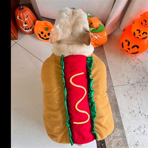 Dog Hot Dog Halloween Costume – Frenchiely