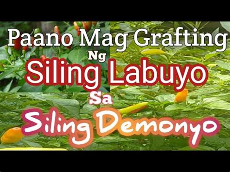 Paano Mag Grafting Ng Siling Labuyo Sa Siling Demonyo VenGardening