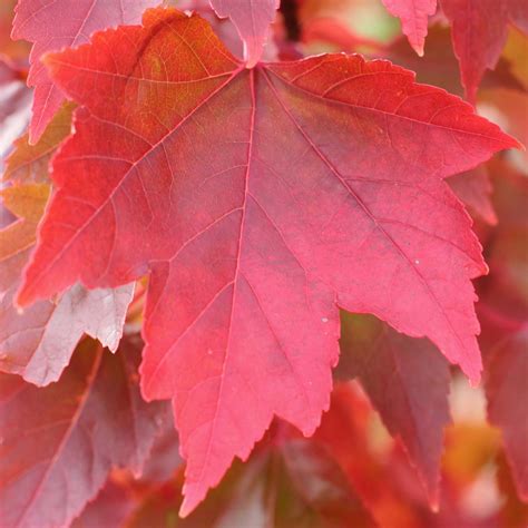 Acer Rubrum Redpointe Red Maple Garden Tree Free Uk Delivery Over