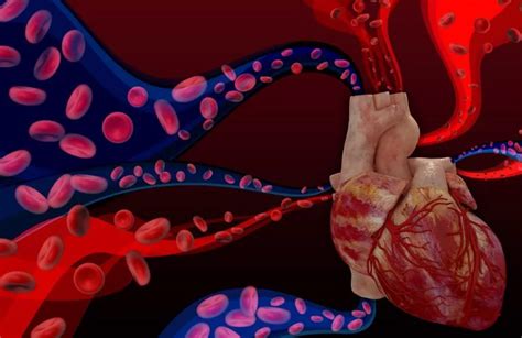 Our Expertise Lakeview Cardiology Of Texas