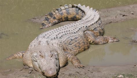 Quantos Metros Tem Um Crocodilo - Crocodilo de água salgada - Fotos, aparência, habitat, características
