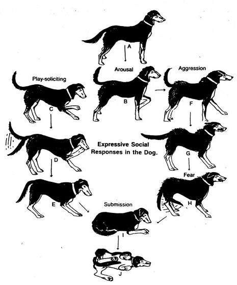 dog whisperer defined  york dog nanny