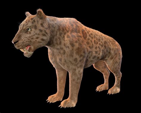 3d Model Saber Tooth Leopard Rigged Hairs Cgtrader