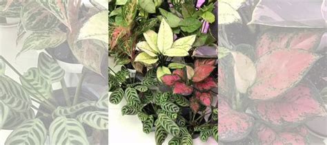 Калатея Бурле Маркс купить в Тамбове | Товары для дома и дачи | Авито