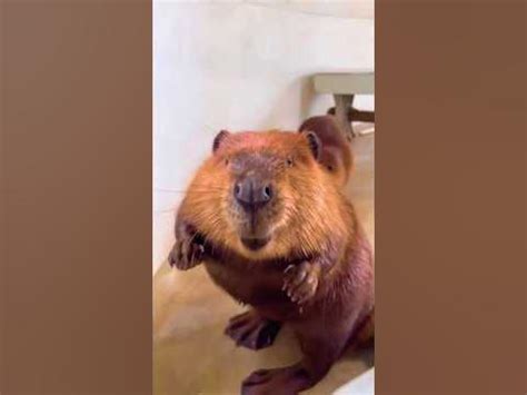 Милый бобёр 🤗🦫 - YouTube
