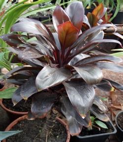 Кордилина красная Компакта от компании Сады Сибири - магазин растений ...