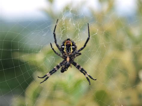 Free Images Nature Outdoor Fauna Invertebrate Spider Web Close