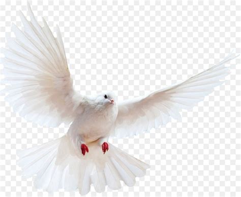 transparent background bird branch png - Clip Art Library