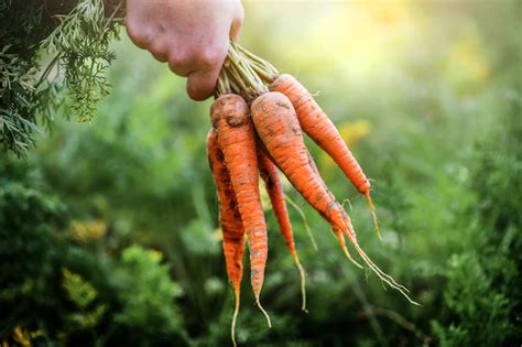 Il Grande Quiz Delle Verdure Contadine Contadini Svizzeri