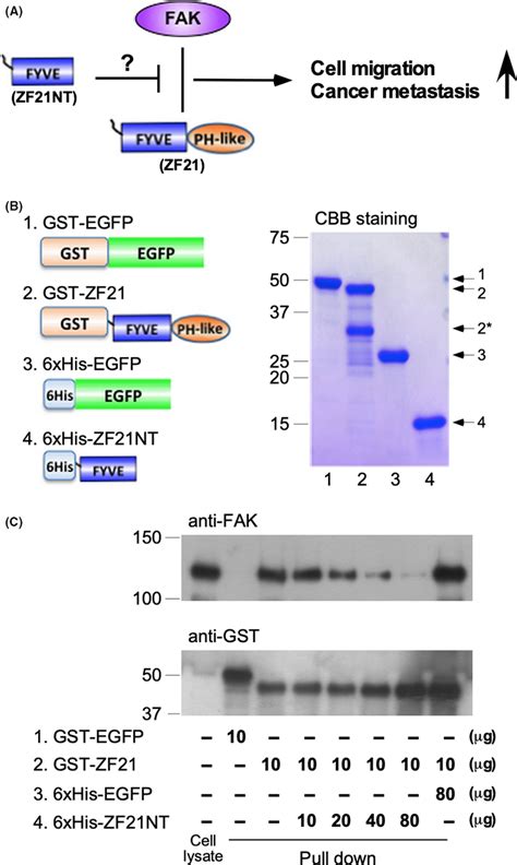 Inhibitory Effect Of Zf Nt Fragment On Zf Binding To Fak A Model