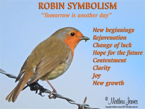 A Light In The Darkness: Robin Symbolism