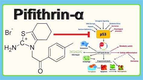 pifithrin-α - YouTube