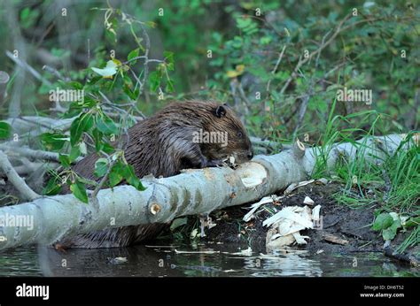 Beaver Chewing Tree Hi Res Stock Photography And Images Alamy