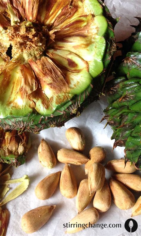 Bunya Nut Choclate Cake A Super Rich Australian Recipe How To Prepare