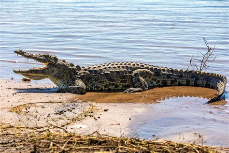 African Nile Crocodile