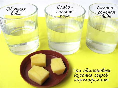Как растения пьют? Опыты с растениями. - tavika.ru | Научные ...